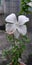 White chaina rose flower garden