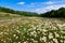 White chamomila flowers under blue sky.