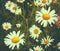 White Chamomile