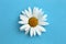 White chamomile alone lies on a blue background.