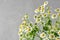 White chamomile or camomile flowers bouquet. Summer flowers texture. Festive background