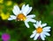 White chamomile with curved petals. Three insects live on this Daisy. Siberian Flowers.