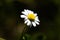 White chamomile with dark background