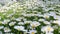 White chamomile flower on a blurred background of greenery, a chamomile flower on a green natural background sways in