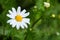 White Chamomile flower grows in nature. Macro shoot with blur green meadow in the background. Daisy plant Asteraceae