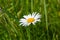 White chamomile flower with yellow inflorescence
