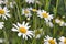 White chamomile flowers