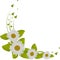 White chamomile flowers curl illustration