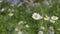 White chamomile flowers in garden