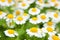 White Chamomile marguerite daisy flowers