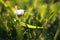 White Chamomile wildflowers against green background