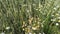 White chamomiles blossom in grain field. Cereals growing together with camomiles