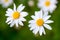 White chamomiles daisy flowers on green meadow