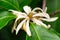 White champaca Magnolia x alba flower closeup - Davie, Florida, USA