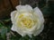 White and champagne colored rose