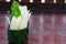 White champaka in the green banana leaf bowl on wooden ground