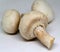 White Champignon Mushrooms