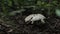 white champignons in spring forest among dry leaves and grass. Seasonal mushrooms in the woods. Nature or healthy organic food