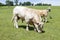 White Charolais beef bull grazing in a pasture with cows