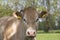 A white Charolais beef cattle head in front view, in a pasture in a dutch countryside, Natural green background