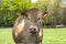 A white Charolais beef cattle head in front view, in a pasture in a dutch countryside, Natural green background