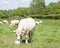 White Charolais beef cow eating salt lick mineral supplement for