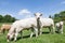 White Charolais beef cow with two calves in a lush green pasture