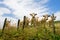 White Charolais cows in France