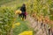 White Chasselas grape harvesting. People working on vineyards in autumn