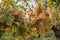 White Chasselas grapes and leaf in the vineyard in autumn