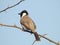 White cheek bulbul on a tree branch