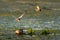 White Cheek Tern family and nest with Tern in flight in Danube D