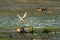 White Cheek Tern family and nest with Tern in flight in Danube D