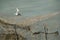 White-cheekd tern on fishing net