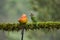 White cheeked Barbet sitting on the tree trunk with beautiful background. This photo was shot at coorg, Karnataka,india. This is a