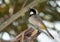 White-cheeked bulbul perched on a date tree