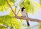 White cheeked bulbul on a thorny tree