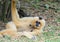 White cheeked gibbon