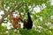 White-cheeked gibbon family in zoo