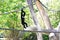 White-cheeked Gibbon monkey playing