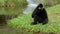 White Cheeked Gibbon sits on a meadow by a pond or river at the Khao Kheow Zoo. Thailand