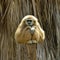 White Cheeked Gibbon at the zoo