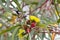 White-cheeked Honeyeater bird on Red capped gum tree with beautiful flowers