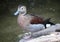 White-cheeked pintail also known as the Bahama pintail or summer duck