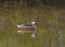 White-cheeked Pintail anas bahamensis