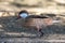 A white-cheeked pintail Anas bahamensis,  Bahama pintail or summer duck, standing on ground