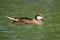 A white-cheeked pintail Anas bahamensis,  Bahama pintail or summer duck, swimming in the pond