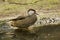 White-cheeked pintail, Bahama pintail, summer duck, Anas bahamensis.