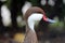 White Cheeked Pintail bird, a duck with red and black beak, red eyes, white cheekes