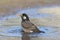 White-cheeked Starling